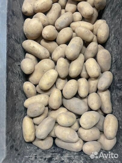 Продам картофель