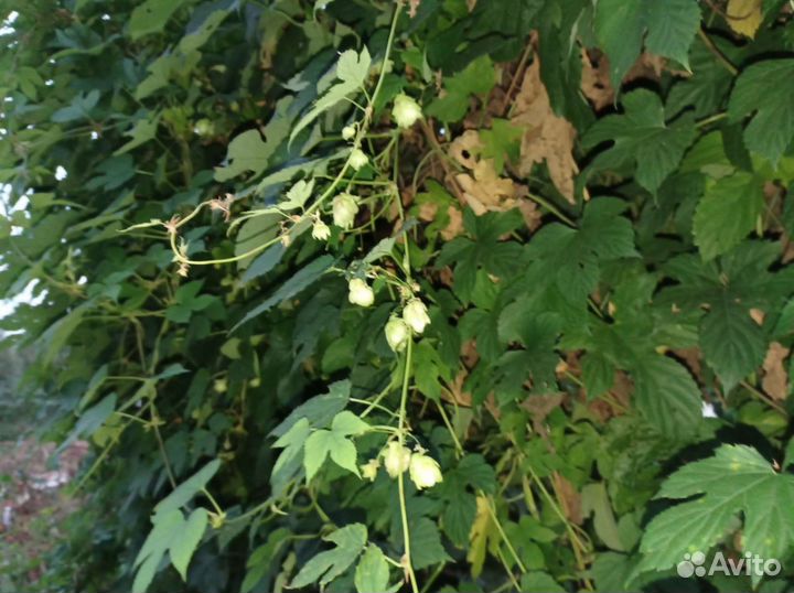 Хмель (вьюн)