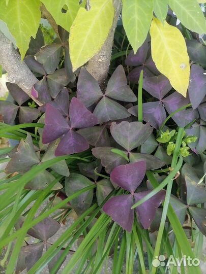 Оксалис, кислица