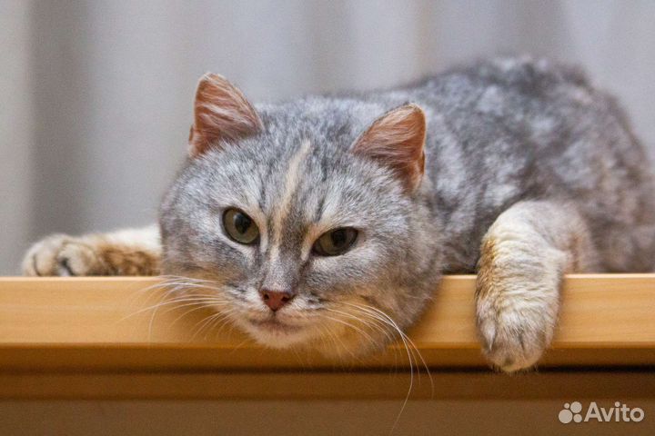 Кошечка-Красавица Бритни