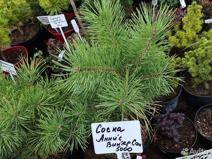 Хвойные,лиственные,декоративные растения