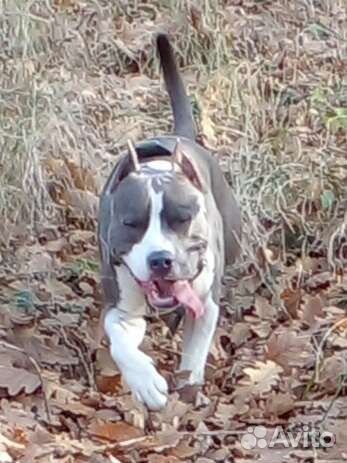 Амстафф вязка