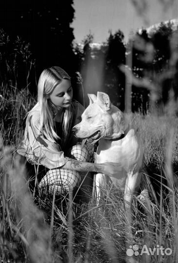 Выгул/передержка собак. Догситтер, зооняня