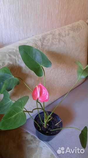 Антуриум сортовой