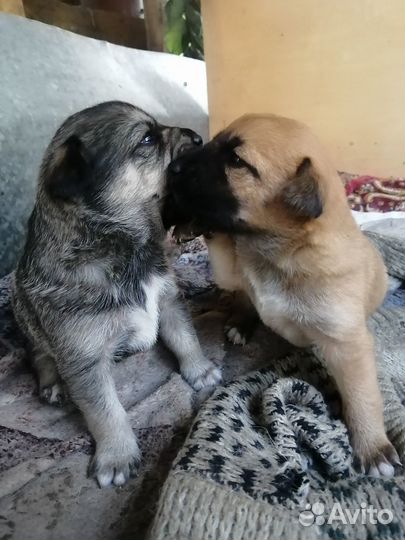 Щенки в добрые руки