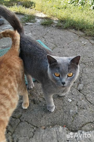 Кошечки ищут дом