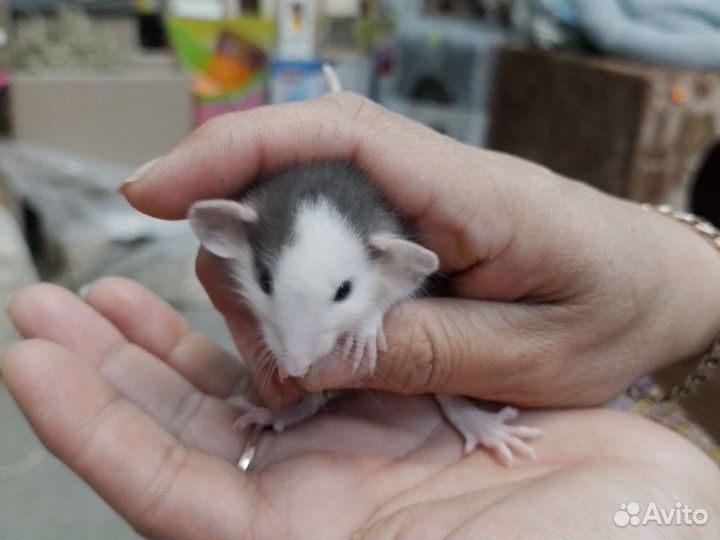 Крысы дамбо 1 мес