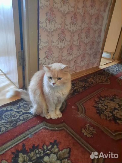 Кот в беде Нужен дом