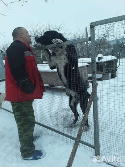 Вязка Алабай