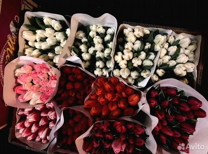 Тюльпаны оптом от 500 шт