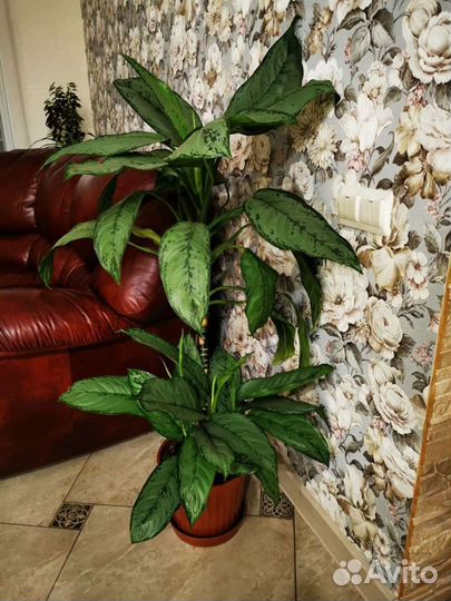 Аглаонема фридман. Комнатные цветы