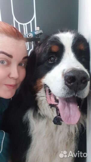 Стрижка/груминг кошек,собак,кроликов