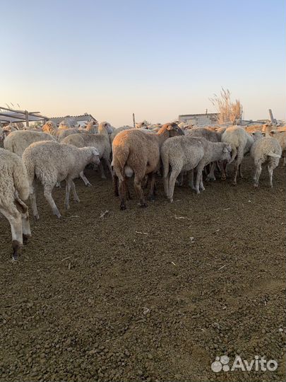 Овцы, ягнята