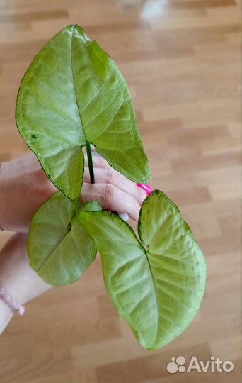 Комнатные цветы