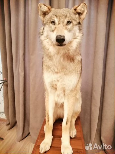 Чучело Волка