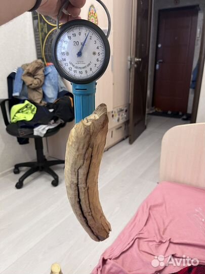 Кости и рога