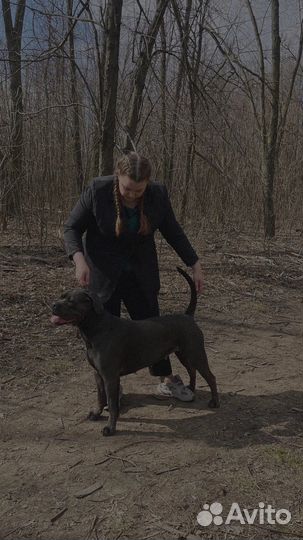 Кинолог. Консультация в дрессировке и содержании