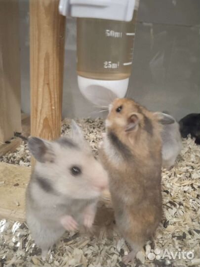 Сирийский хомяк