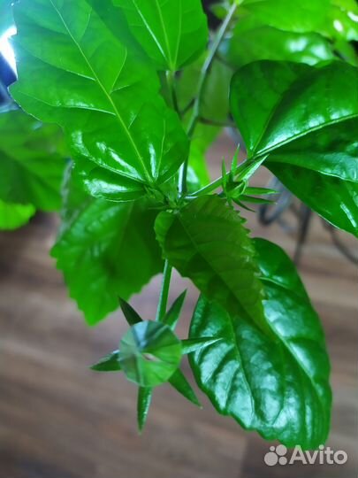 Гибискус махровый Китайская роза