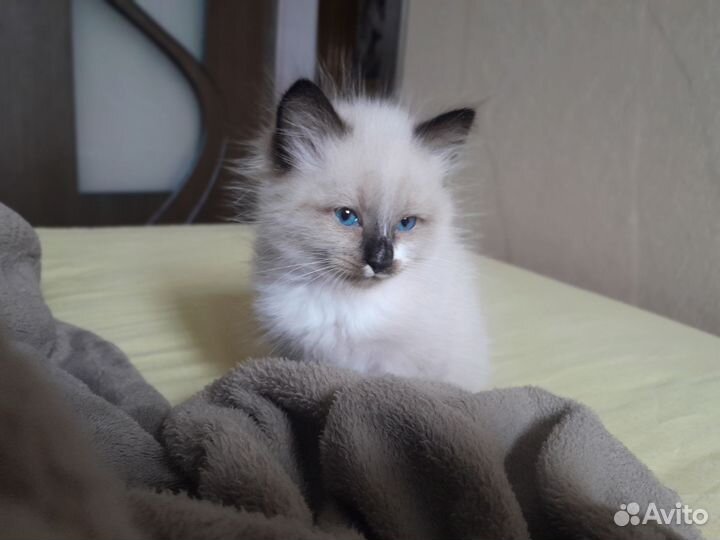 Отдам котёнка в добрые руки. Девочка. Бесплатно