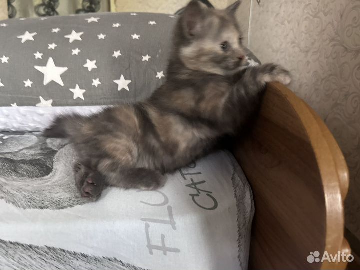 Кошечка 1,5 месяца бесплатно