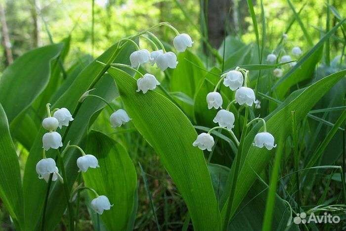 Ландыши рассада