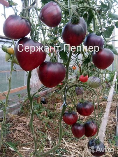 Семена томатов