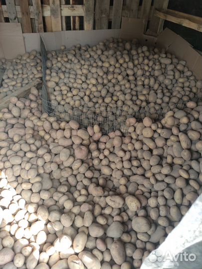 Картофель, картошка