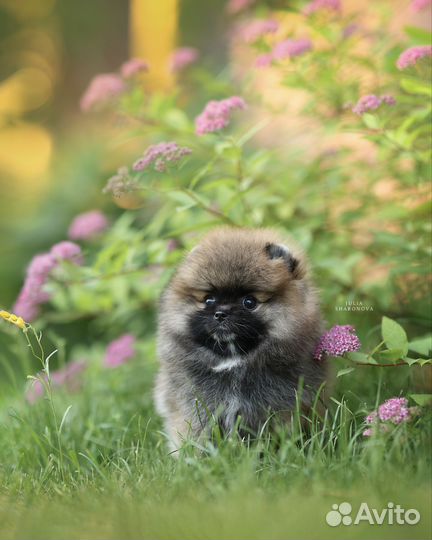 Мини-мини девочка пом