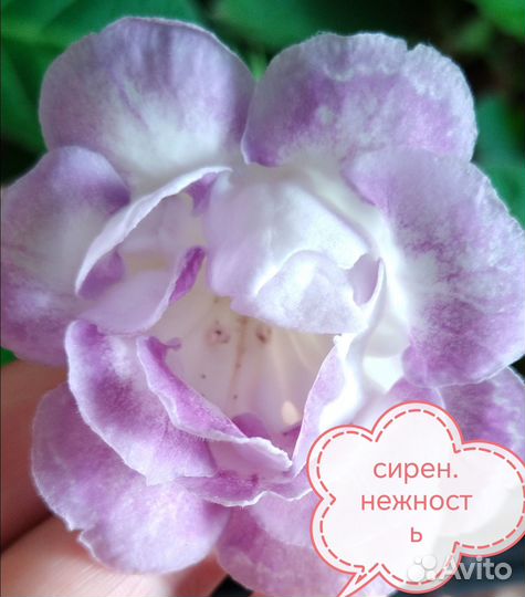 Глоксинии