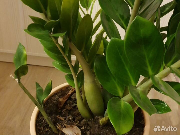 Замиокулькас