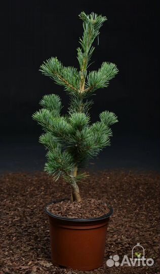 Сосна мелкоцветковая green monkey