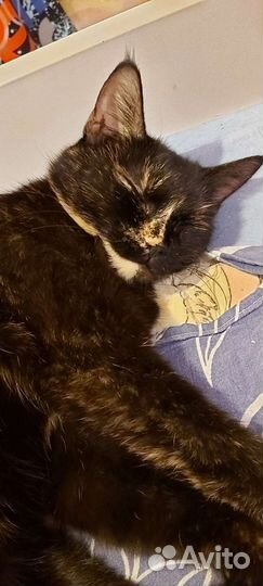 Плюшевая кошечка