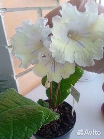 Стрептокарпусы взрослые