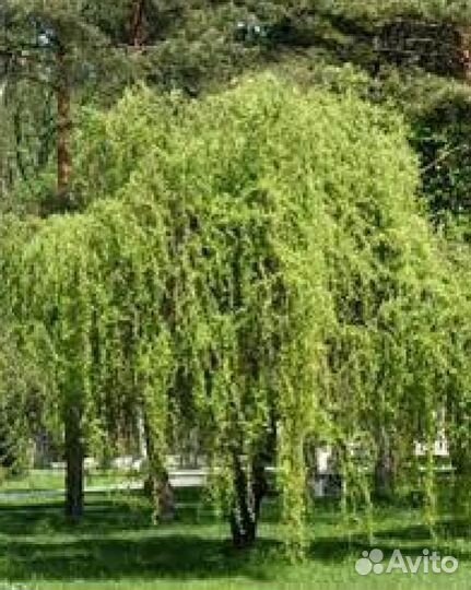 Ива извилистая