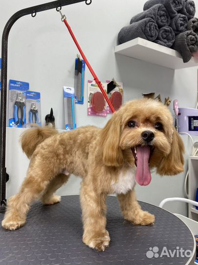 Стрижка собак и кошек (груминг )