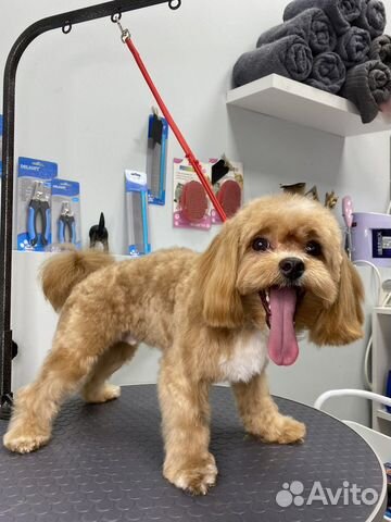 Стрижка собак и кошек (груминг )