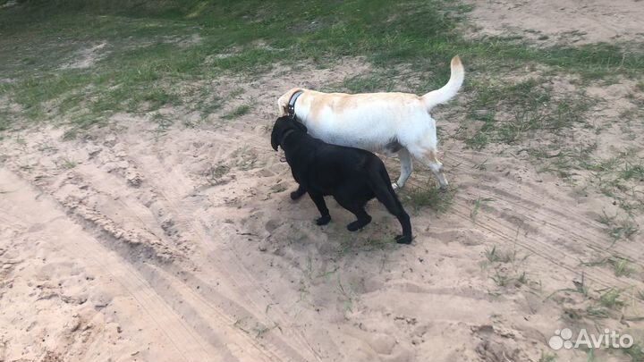 Лабрадор ретривер щенки