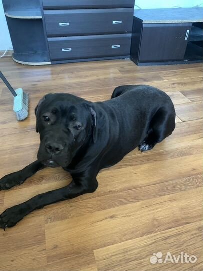 Щенки кане Корсо