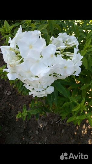 Флоксы многолетние