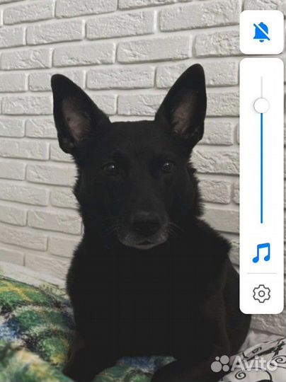 Рисую рисунки с котиками и другими питомцами