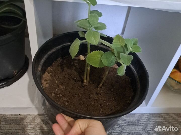 Комнатная мята