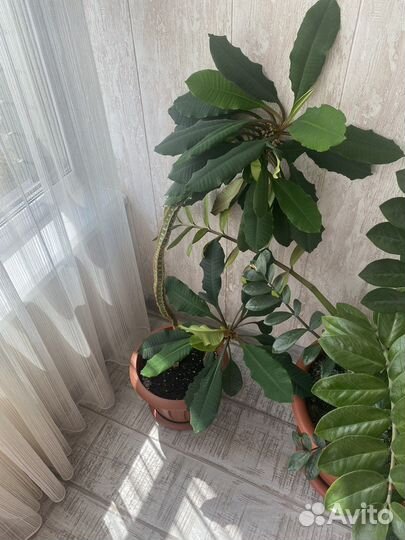 Цветок Счастья - Молочай