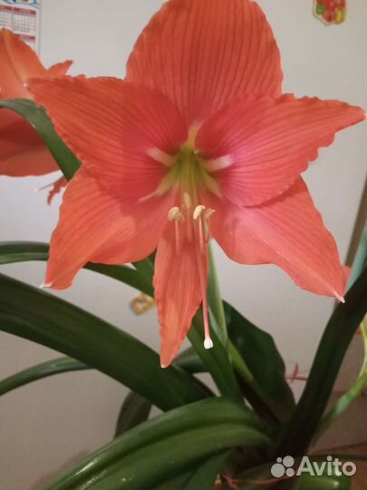 Гиппиаструм