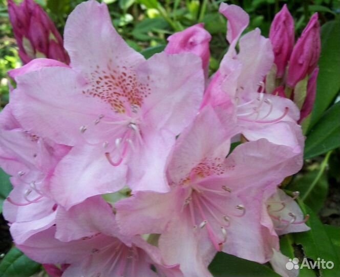 Рододендрон морозостойкие