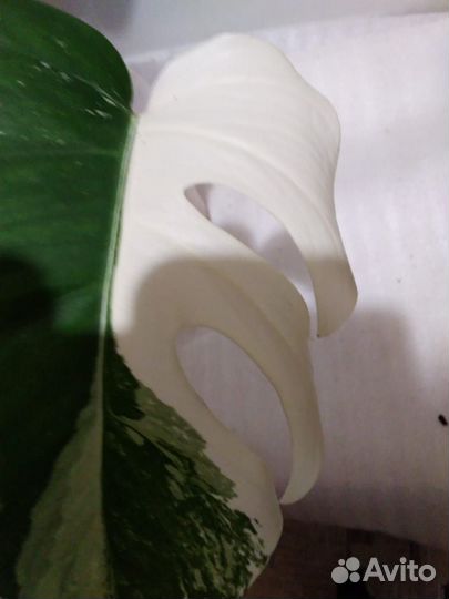 Монстера вариегатная Альба