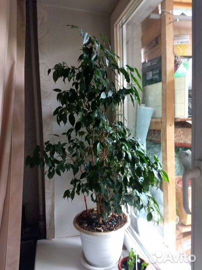 Фикус бенджамина