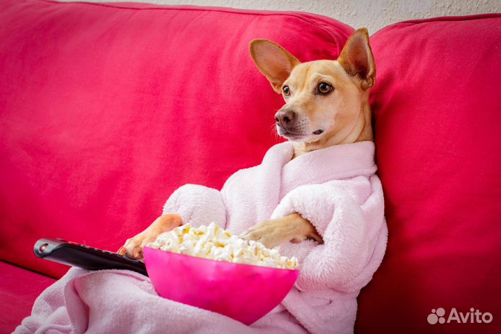 Телеветеринар всегда на связи