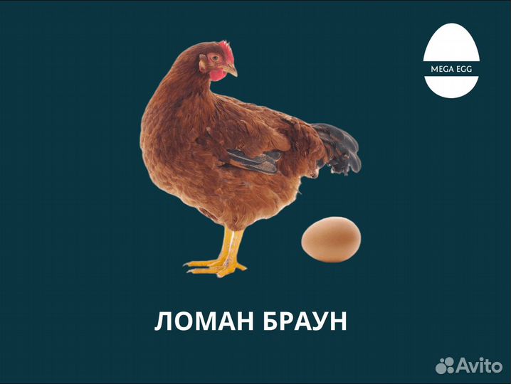 Инкубационное яйцо