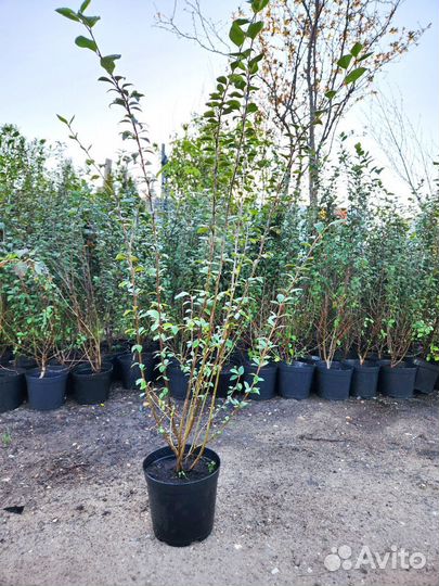 Кизильник для изгороди